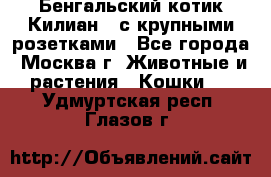 Бенгальский котик Килиан , с крупными розетками - Все города, Москва г. Животные и растения » Кошки   . Удмуртская респ.,Глазов г.